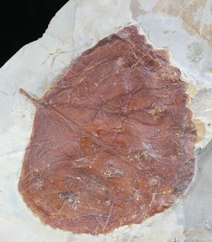 Fossil Leaf (Zizyphoides flabellum) - Montana #23048